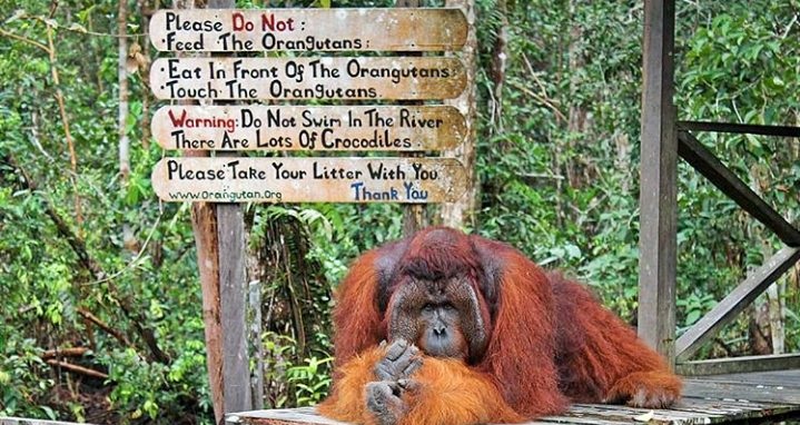 5 Hal yang Bisa Dilakukan di Taman Nasional Tanjung Puting