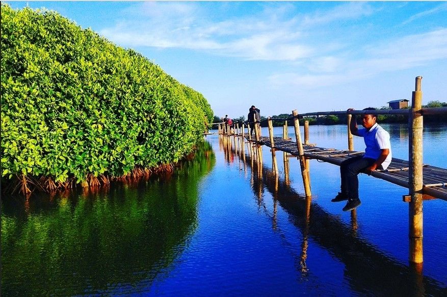 Tempat Wisata Hutan Mangrove Jogja