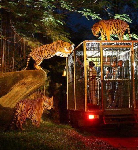 8 Wahana dan Aktitivas di Bali Zoo