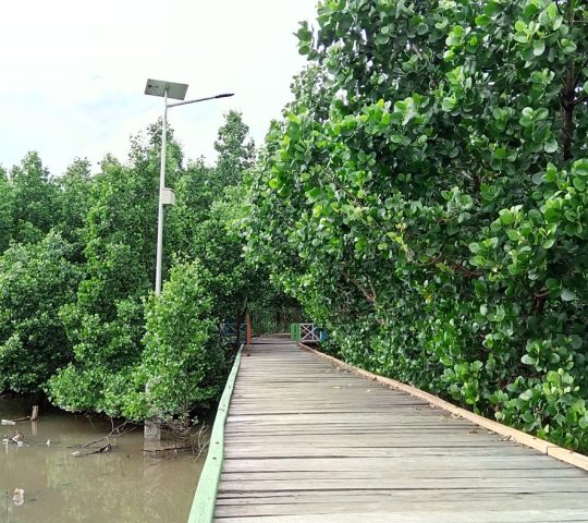 Taman Mangrove Kota Kendari