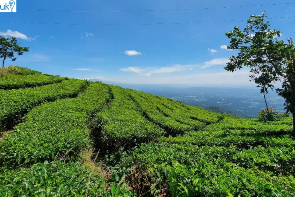 9 Tempat Wisata di Kendal yang Bikin Liburanmu Tak Terlupakan