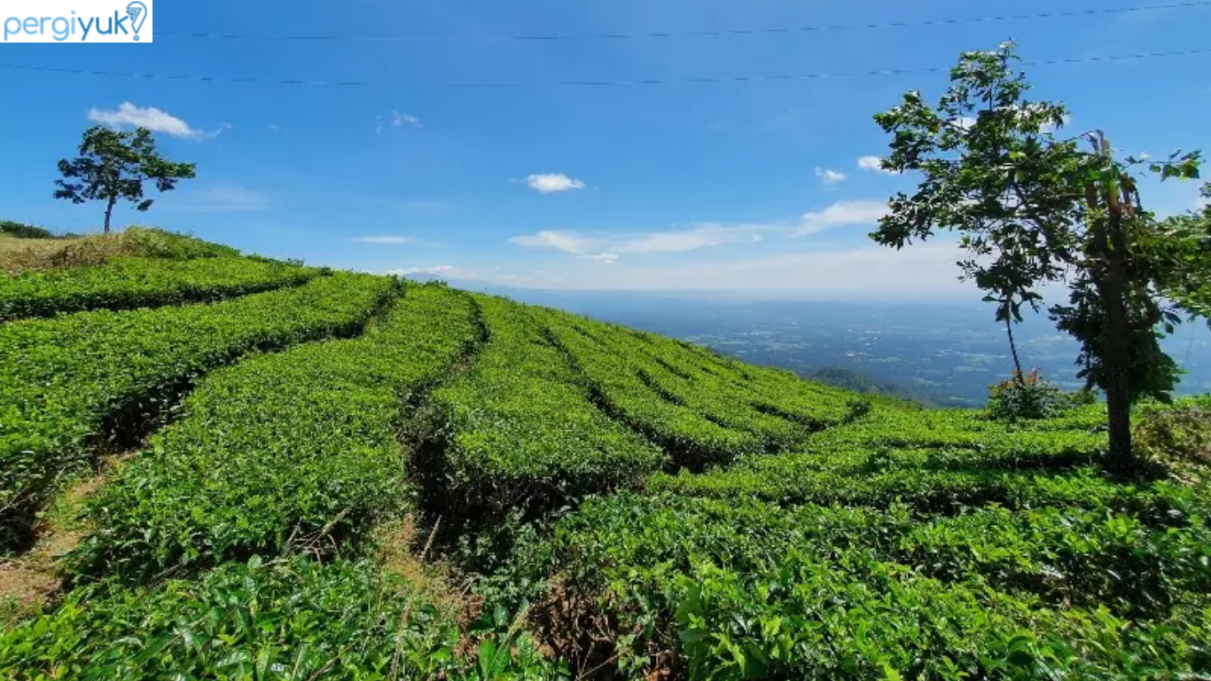 9 Tempat Wisata di Kendal yang Bikin Liburanmu Tak Terlupakan